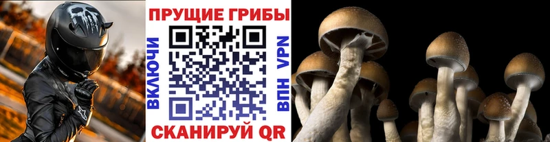 Псилоцибиновые грибы Psilocybe  Новомичуринск 